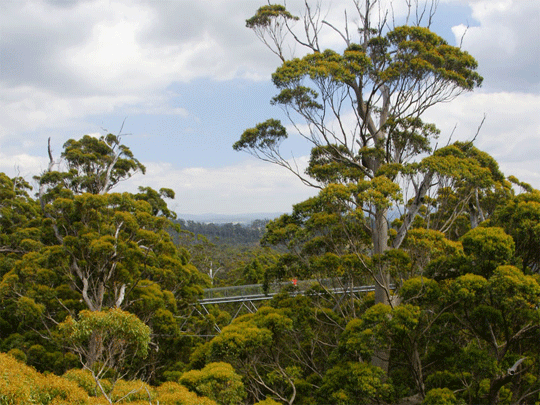 Australia Stirling Ranges Tree Top Walk
